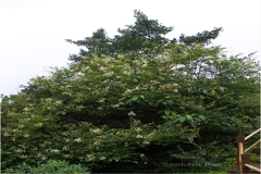 Ligustrum perrottetii